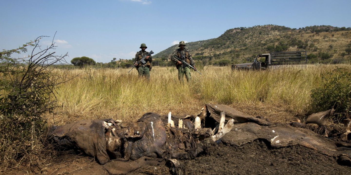 $1.7M Worth of Rhino Horns Destined From South Africa to Dubai Impounded