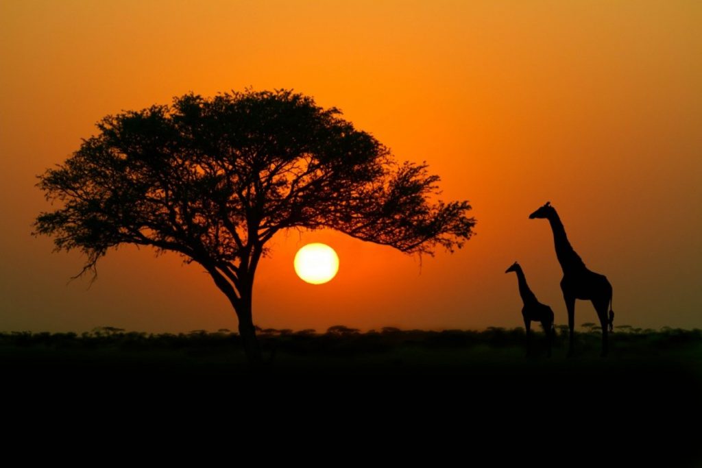 Africa 2020