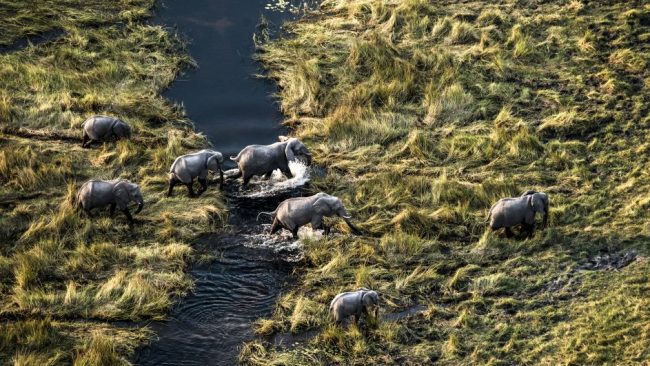 Okavango