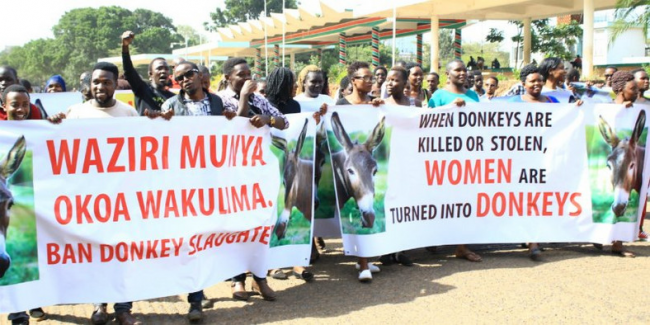 slaughter of donkeys
